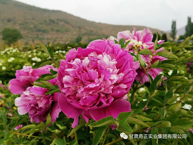 PG电子·(中国)游戏官方网站