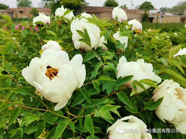 PG电子·(中国)游戏官方网站