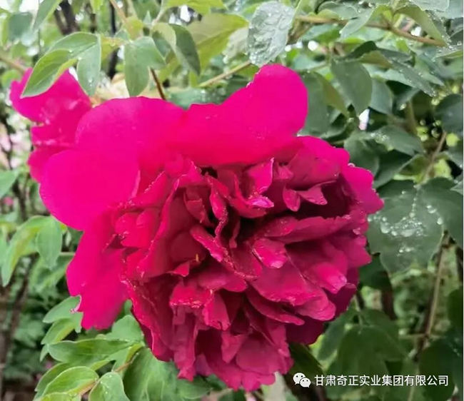 PG电子·(中国)游戏官方网站