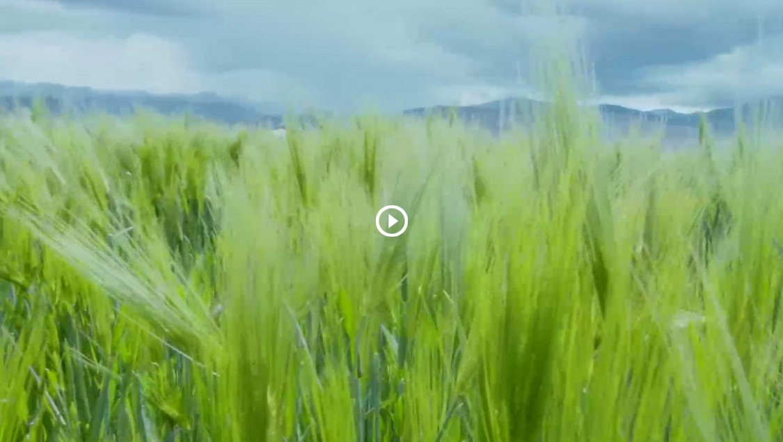 PG电子青稞宣传片